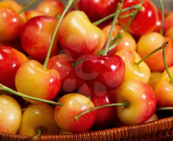 Closeup view of fresh Rainier cherries in basket with focus on Red Cherry in Center 
