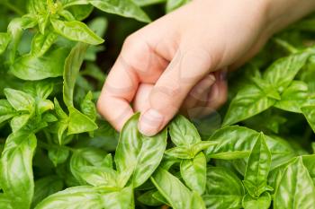 Horizontal view of female hand holding fresh large leaf basil with herb garden in background 