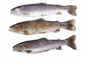 Image of pristine native mature trout isolated on white background