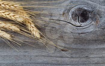 Close up of dry wheat stalks on rustic wood