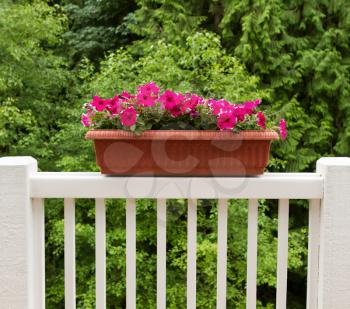 Colorful flowers in flowerbed on white patio railing with blurred green trees in background. 