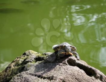 Painted turtle sunbathing on rock with fish pond in background