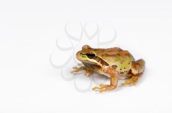 Close up of frog, spring peeper, on white surface. Selective focus on eye and nose. 