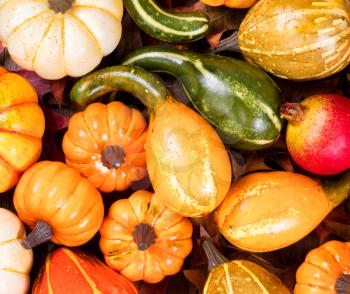 Overhead view of seasonal autumn gourd decorations on leaves. Filled frame layout.  