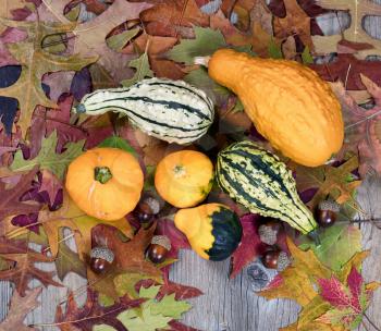 Overhead view of real seasonal gourds with autumn leaves, and acorns on rustic wooden boards. 