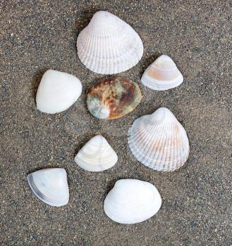 Assortment of seashells on beach sand in overhead view