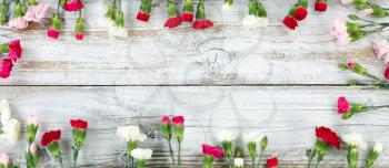 Colorful carnations forming rectangle shape border on white weathered wooden boards 