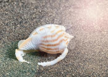 Beach seashell with sunlight effect 
