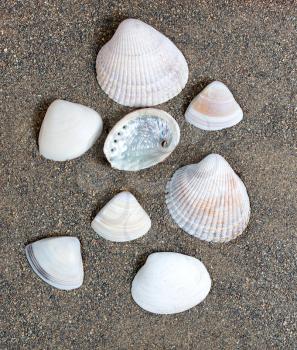 Seashells on beach 
