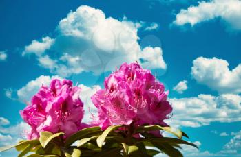 Washington State Native rhododendron flowers blooming during springtime