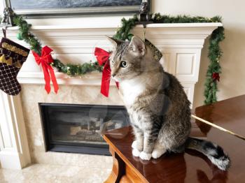 Gray short haired tabby cat sitting on piano during the Christmas holiday season