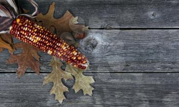 Seasonal corn, acorns and oak leaves on rustic wood plank background for Thanksgiving or Halloween holiday in macro view  
