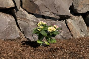 Newly planted hydrangea shrub in home flowerbed with rock retaining wall in background 