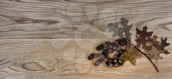Dried oak leaves and acorns on solid American red oak wood planks for industrial concept 