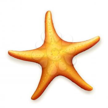 Sea Starfish, vector