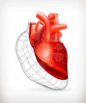 Heart structure, vector