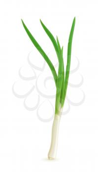Green onion, vector