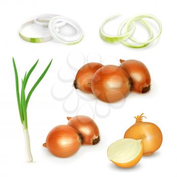 Onion set, vector illustration