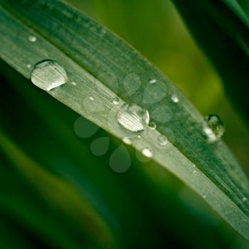 Grass with dew drops close up