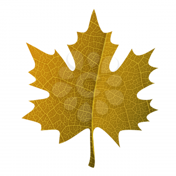 Orange maple leaf symbol isolated. With leaf veins realistic texture