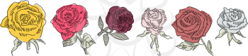 Rose vector doodle in different colors. Vector roses doodle set