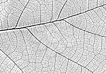 Leaf veins texture. Vector nature background for overlays and designs