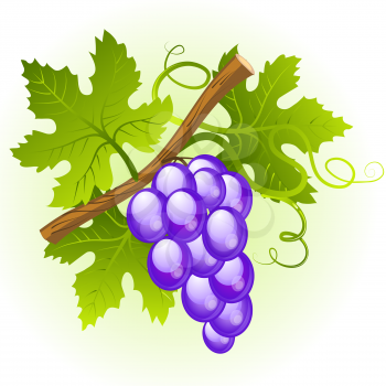 Grape cluster with green leaves