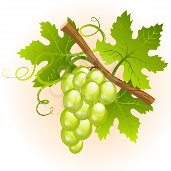 Grape cluster with green leaves