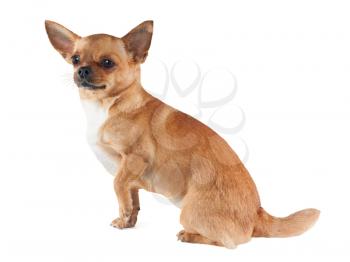 chihuahua dog isolated on white background