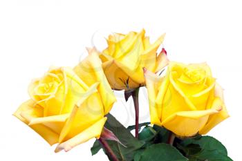 colorful flower bouquet from yellow roses isolated on white background