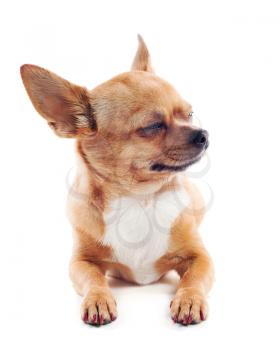 red chihuahua dog isolated on white background