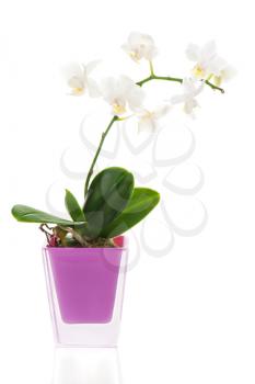 miniature white orchid arrangement centerpiece in vase isolated on white background