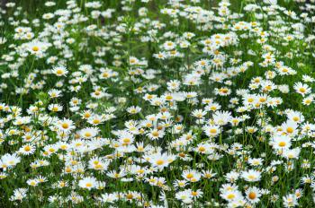 green flowering meadow with white daisies