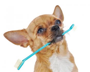 Red chihuahua dog with toothbrush isolated on white background. Closeup.