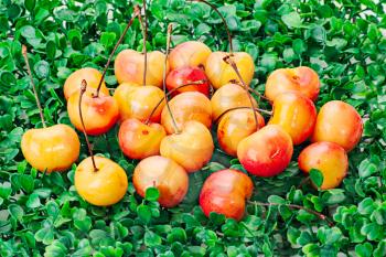 sweet yellow-red cherry on green grass