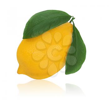 fresh lemon citrus with green leaves isolated on white background