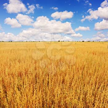 Royalty Free Photo of a Field of Oats