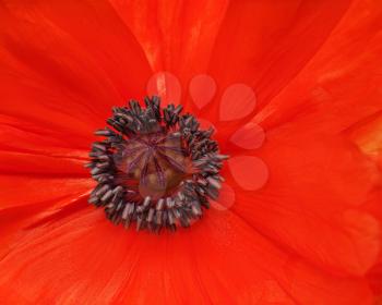 Macro shot of single red poppy. Closeup.