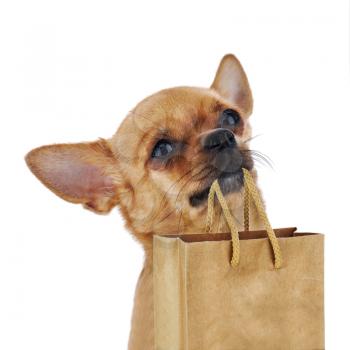 Red chihuahua dog with recycle paper bag isolated on white background. Closeup.