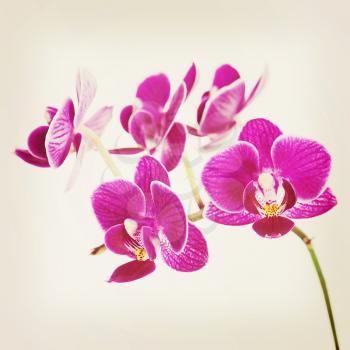 Rare purple orchid with retro filter effect.. Closeup.