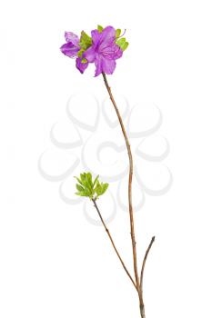 Purple rhododendron flowers (Labrador tea) on branch isolated on white background.