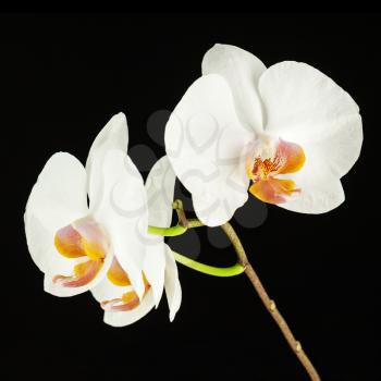 White orchid on black background. Closeup.