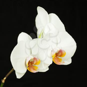 White orchid on black background. Closeup.