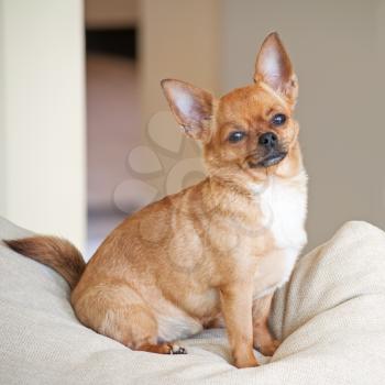 Red chihuahua dog on beige background. Closeup.