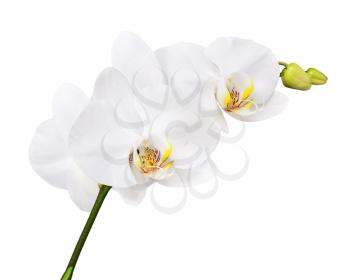 Three day old white orchid isolated on white background. Closeup.