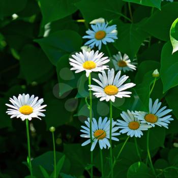 Green flowering meadow with white daisies. Natural background.