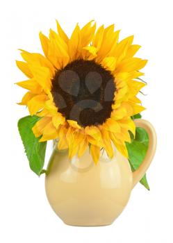 Still life with sunflower in vase isolated on white background. Closeup.