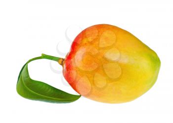 Fresh mango fruit with green leaves isolated on white background. Closeup.