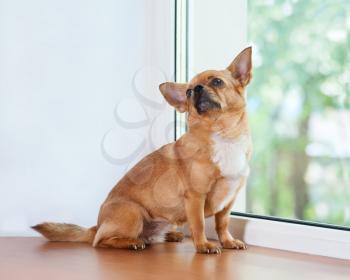 Red chihuahua dog sitting on window sill and looks into the distance.