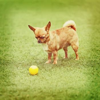 Red chihuahua dog and yellow ball on green grass with retro filter effect.